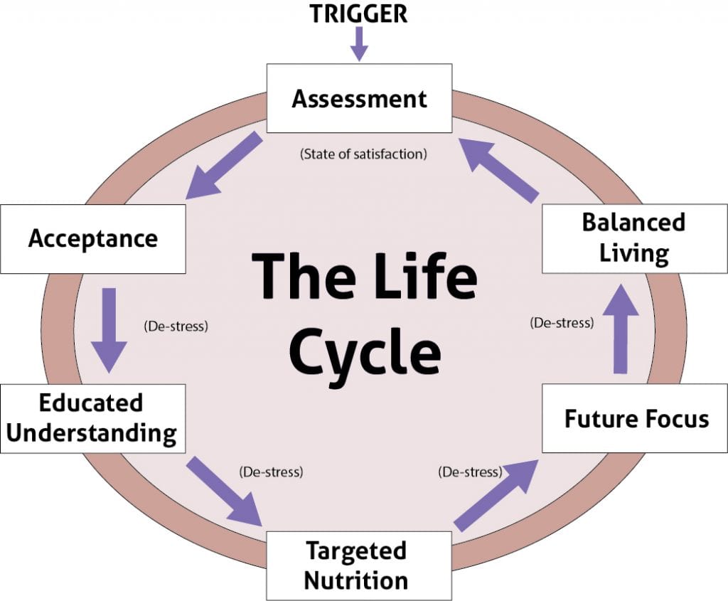 The Life Cycle