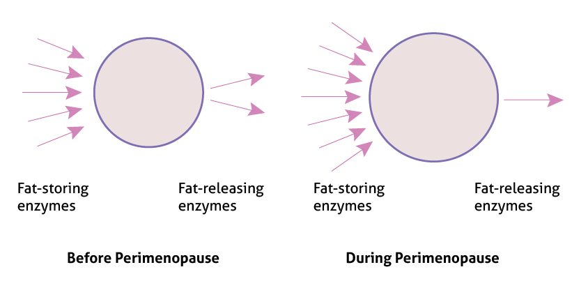 fat cells illustration