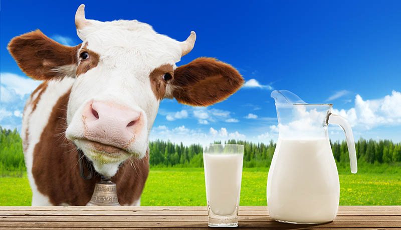 cows milk