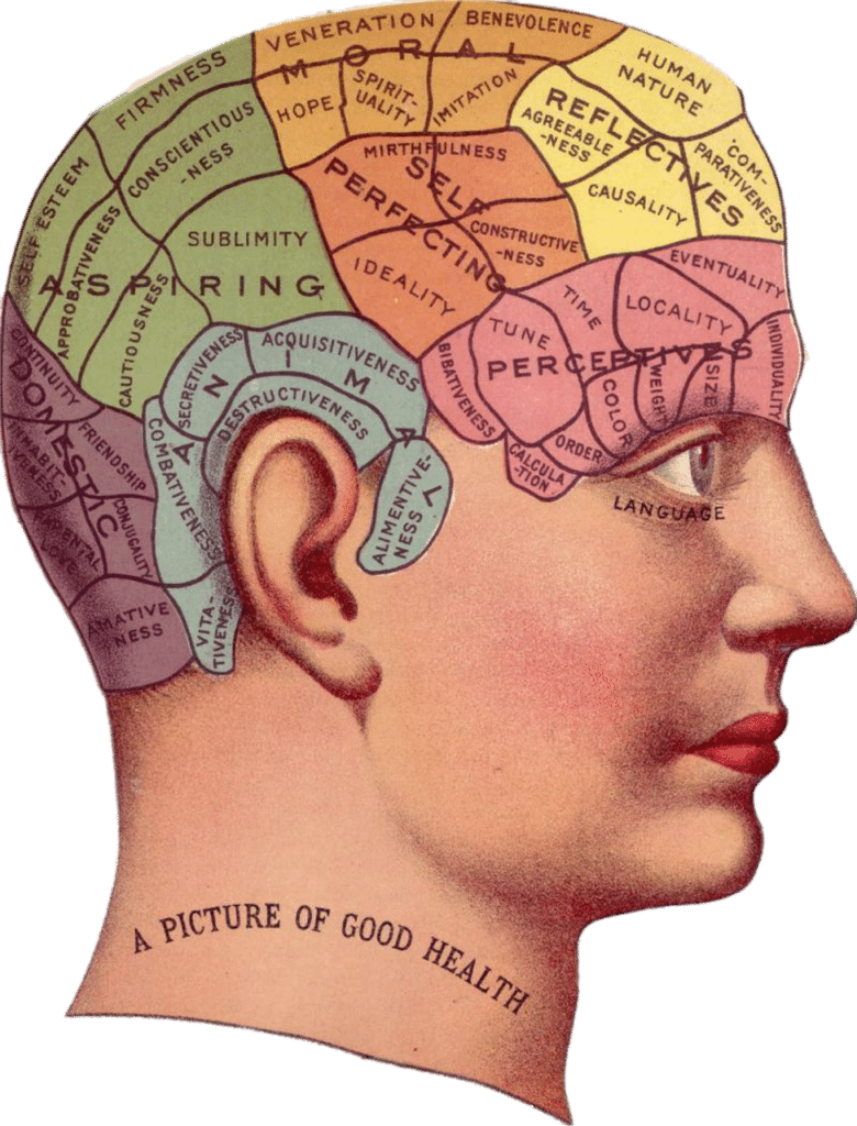the-human-brain