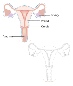 female-reproductive organs