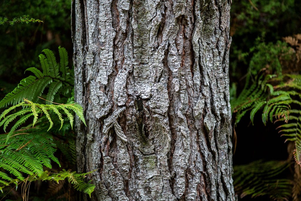 Enzogenol pine bark